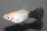 Platy Panda